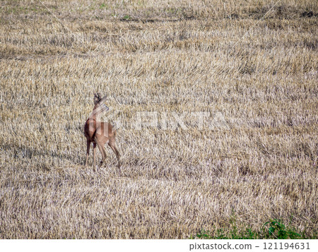 Young roe deer in cereal field 121194631