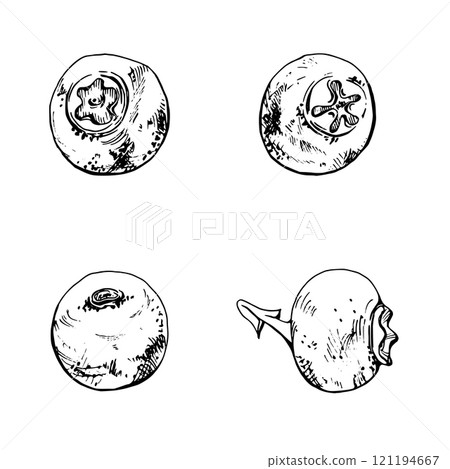 Blueberry blackberry sloe fruit, hand drawn in ink vector, forest berry bilberry huckleberry blackthorn. Set of botanical isolated elements illustration. Restaurant, cafe menu, wedding, farmers market 121194667