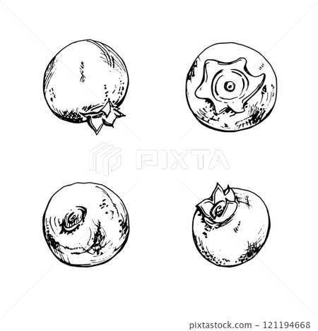 Blueberry blackberry hand drawn in ink vector, forest berry bilberry huckleberry blackthorn sloe fruit. Set of botanical isolated elements illustration. Restaurant, cafe menu, wedding, farmers market Blueberry blackberry hand drawn in ink vector, forest berry bilberry huckleberry blackthorn sloe fruit. Set of botanical isolated elements illustration. Restaurant, cafe menu, wedding, farmers market 121194668