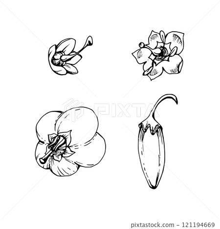 Blueberry heather white and line bell flower bud, hand drawn in ink vector, inflorescence wildflower botanical illustration. Isolated single element set. Scrapbooking, wedding, florist shop, decoupage 121194669