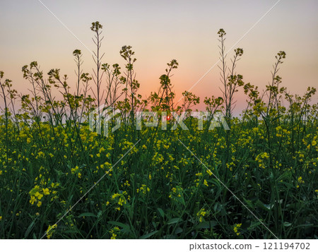 Mustard flower blossoms in the field at sunset 121194702