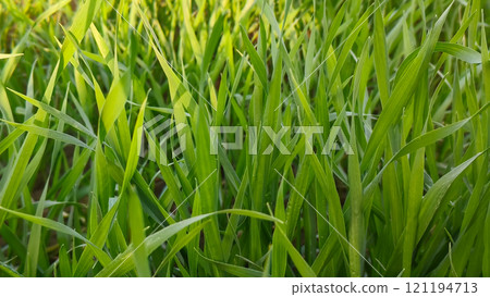 Close up of fresh green wheat in the field. Close up of fresh green wheat in the field. 121194713