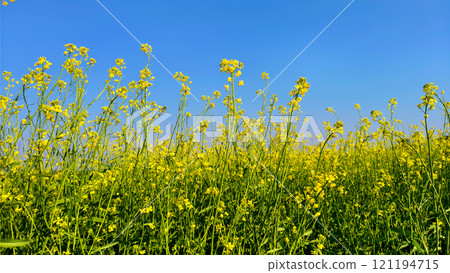 Rapeseed field with blue sky in spring Rapeseed field with blue sky in spring 121194715