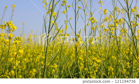 Rapeseed field with blue sky in the background Rapeseed field with blue sky in the background 121194736