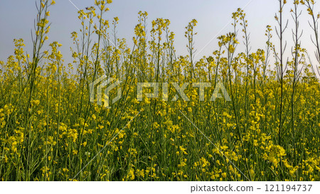 Rape blossoms in a field in winter time Rape blossoms in a field in winter time 121194737