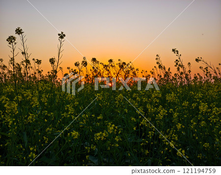 Amazing sunset over a field of mustard flowers Amazing sunset over a field of mustard flowers 121194759