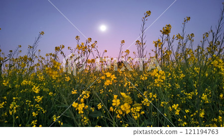 Sunset over a rape field with the moon in the background. Sunset over a rape field with the moon in the background. 121194763