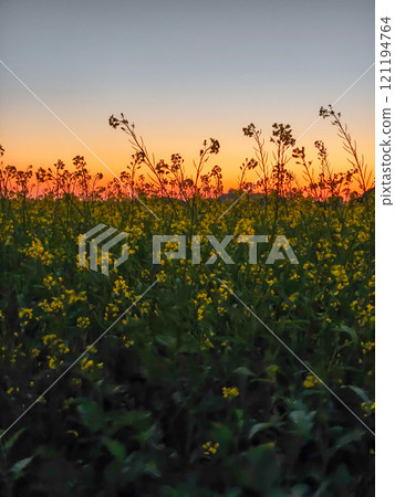 Beautiful view of rapeseed field due to early sunset in winter Beautiful view of rapeseed field due to early sunset in winter 121194764