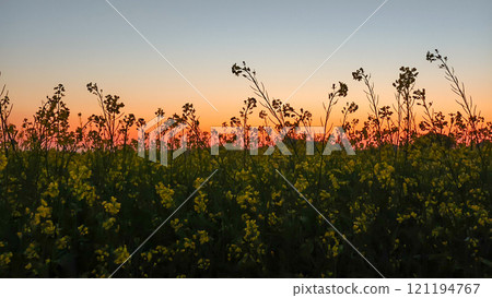 Beautiful view of canola field due to early sunset in winter Beautiful view of canola field due to early sunset in winter 121194767