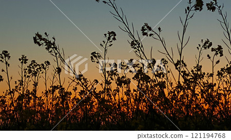 Beautiful view of mustard flowers field due to early sunset in winter Beautiful view of mustard flowers field due to early sunset in winter 121194768