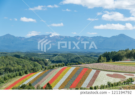 [美瑛町四季彩之丘的秋景與十勝岳] 121194792