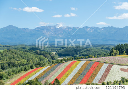 [美瑛町四季彩之丘的秋景與十勝岳] 121194793