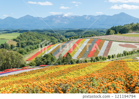 [美瑛町四季彩之丘的秋景與十勝岳] 121194794