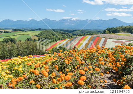 [美瑛町四季彩之丘的秋景與十勝岳] 121194795