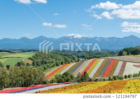 [美瑛町四季彩之丘的秋景與十勝岳] 121194797