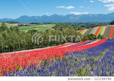 [美瑛町四季彩之丘的秋景與十勝岳] 121194798