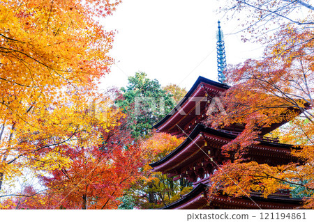 初冬的京都木津川市淨琉璃寺的秋葉。 121194861