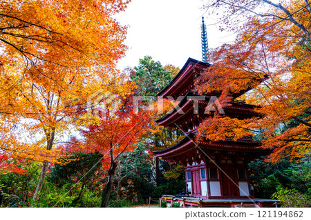 Autumn foliage at Joruriji Temple in Kizugawa, Kyoto in early winter. A three-story pagoda surrounded by autumn leaves. Autumn foliage at Joruriji Temple in Kizugawa, Kyoto in early winter. A three-story pagoda surrounded by autumn leaves. 121194862