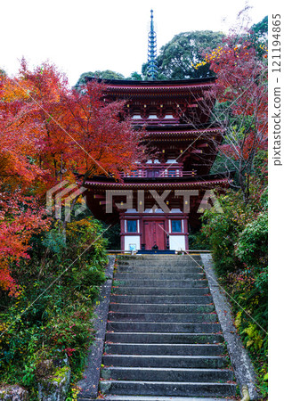初冬的京都木津川市淨琉璃寺的秋葉,從三層寶塔前望去,石階上方山上的秋葉。 初冬的京都木津川市淨琉璃寺的秋葉,從三層寶塔前望去,石階上方山上的秋葉。 121194865