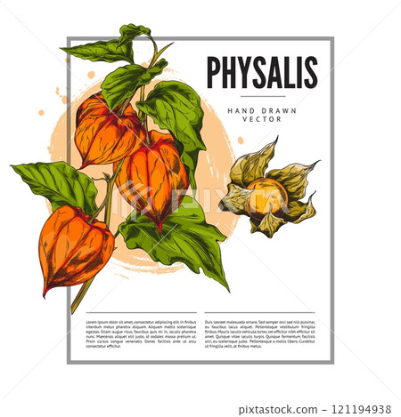 Physalis poster. 121194938