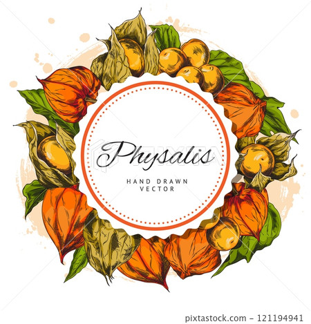 Physalis plant color sketch vector round label design, hand drawn leaves berries, autumn gooseberry peeled and in husk Physalis plant color sketch vector round label design, hand drawn leaves berries, autumn gooseberry peeled and in husk 121194941