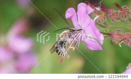 A male white-striped long-horned bee sucking nectar from a Geranium dalmaticum 121194944