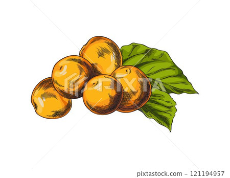 Vector illustration hand-drawn illustrations of ripe yellow physalis fruits and decorative leaves. 121194957