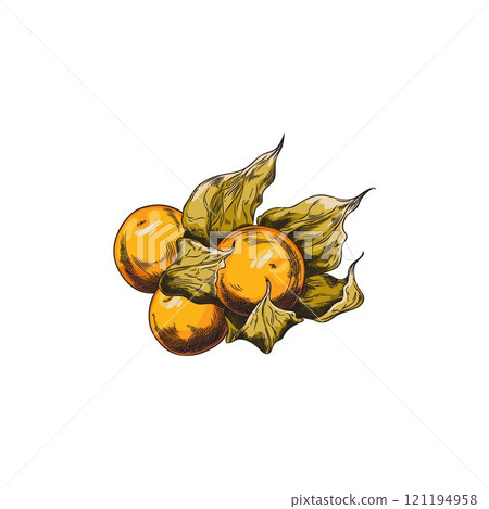 Yellow-orange round, ripe, smooth physalis berries. Yellow-orange round, ripe, smooth physalis berries. 121194958
