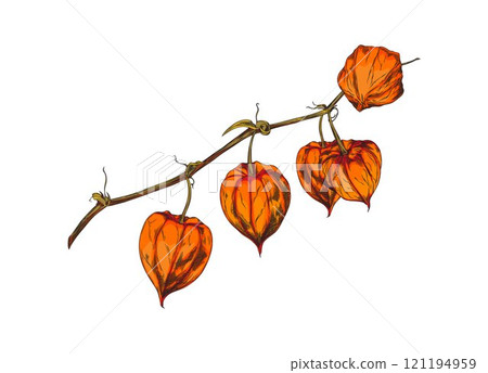 Physalis plant branch with berries sketch vector icon, hand drawn autumn gooseberry orange berry fruits in husk on stem 121194959