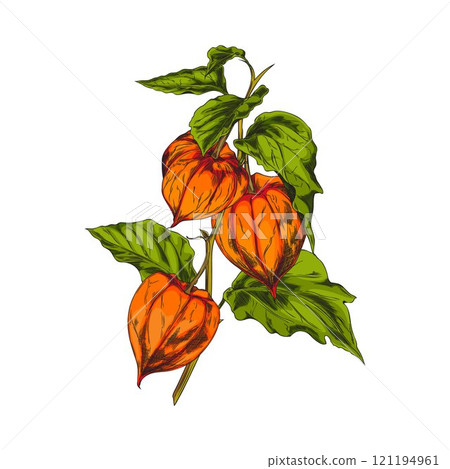 Physalis branch with leaves and berries vector sketch, hand drawn autumn gooseberry orange berry fruits in husk on stem Physalis branch with leaves and berries vector sketch, hand drawn autumn gooseberry orange berry fruits in husk on stem 121194961