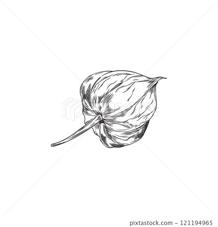 Physalis. Closed sepal on a branch with a berry inside. 121194965
