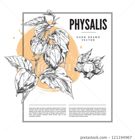 Vector poster with a sprig of physalis berries covered with a shell of sepals. 121194967