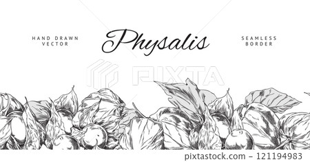Physalis plant engraved sketch seamless border vector design, hand drawn autumn gooseberry fruit leaves and berries Physalis plant engraved sketch seamless border vector design, hand drawn autumn gooseberry fruit leaves and berries 121194983