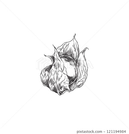 Physalis fetus with leaves. Round berry with sepals. Physalis fetus with leaves. Round berry with sepals. 121194984
