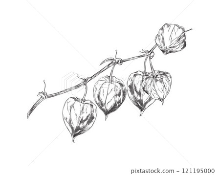 Vector illustration with a sprig of physalis berries covered with a shell of sepals 121195000