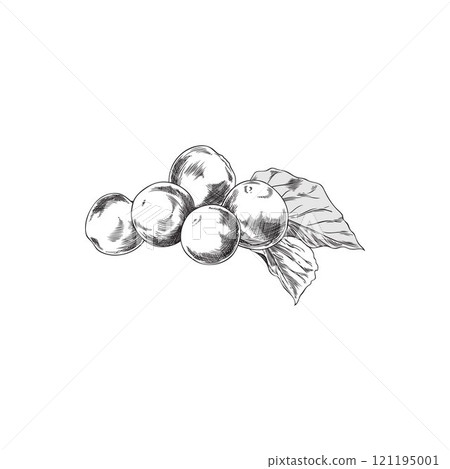 Physalis. Round dense ripe berries with leaves. 121195001