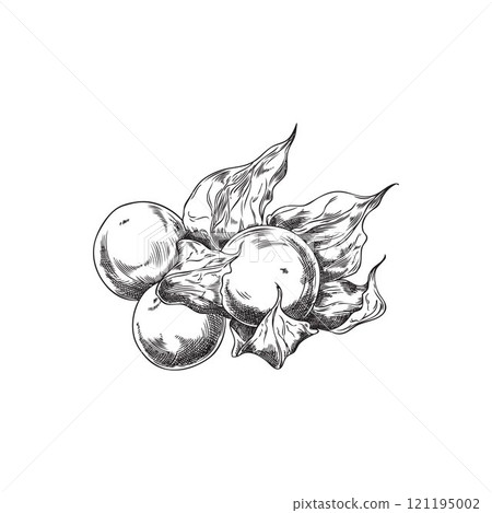 Vector illustration of physalis fruit with leaves in black and white engraved style. 121195002