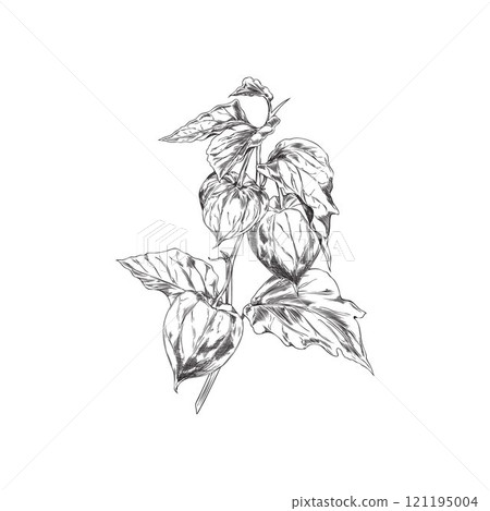 Physalis branch with leaves and berries engraved sketch, vector hand drawn gooseberry fruit in husk on stem autumn flora 121195004