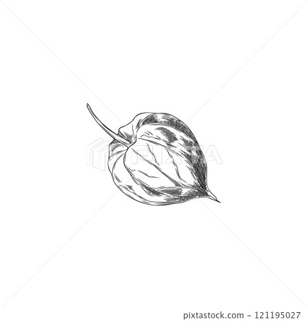 Physalis plant. Closed small sepal on a branch. 121195027