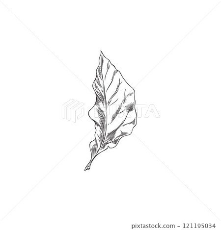Physalis plant leaf engraved sketch icon, hand drawn natural fragrant herb foliage, botanical floral vector element 121195034