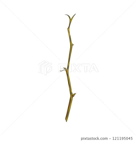 Vector illustration depicting a color sketch of a sprig of physalis on a white background Vector illustration depicting a color sketch of a sprig of physalis on a white background 121195045