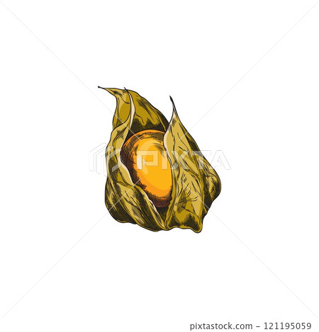 Vector illustration of physalis fruit in color graphic style. Vector illustration of physalis fruit in color graphic style. 121195059