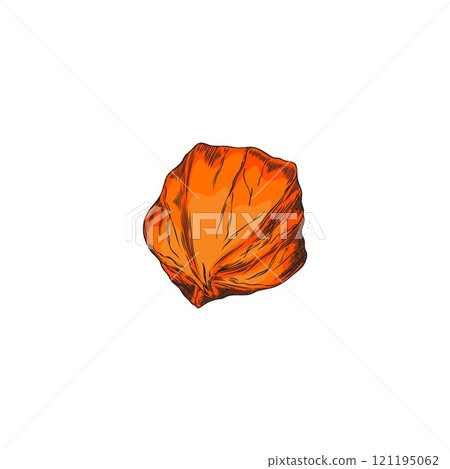 Physalis fresh plant color sketch vector icon, hand drawn gooseberry orange berry fruit in husk, autumn nature flora 121195062