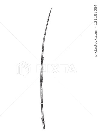 Bamboo plant twig engraved sketch, vector hand drawn Asian nature floral design element, East forest Bamboo branch stick Bamboo plant twig engraved sketch, vector hand drawn Asian nature floral design element, East forest Bamboo branch stick 121195084