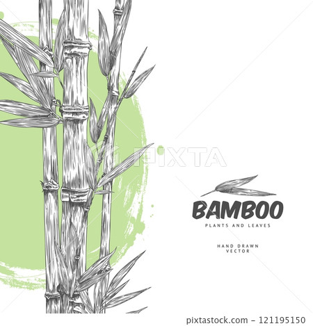 Bamboo plant, stalk with leaves engraved sketch, vector hand drawn Asian nature floral label design on watercolor stain Bamboo plant, stalk with leaves engraved sketch, vector hand drawn Asian nature floral label design on watercolor stain 121195150