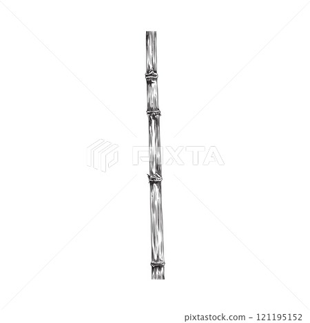 Vector illustration depicting a black and white sketch of a bamboo branch hand-drawn. 121195152