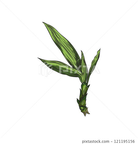 Vector illustration of green bamboo leaves on isolated background. Vector illustration of green bamboo leaves on isolated background. 121195156
