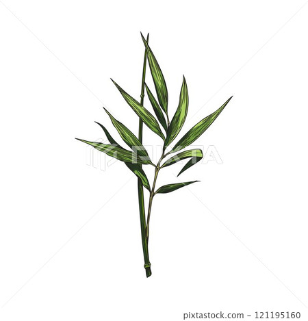 Bamboo leaves on branch color sketch, vector hand drawn Asian nature floral element, East forest plant green foliage Bamboo leaves on branch color sketch, vector hand drawn Asian nature floral element, East forest plant green foliage 121195160