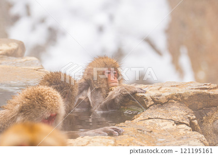 Japanese macaques enjoying a relaxing bath in a hot spring [Jigokudani Monkey Park, Nagano Prefecture] 121195161