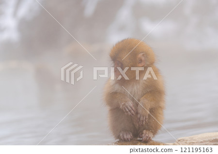 Japanese monkeys living in Jigokudani Hot Springs [Jigokudani Monkey Park, Nagano Prefecture] 121195163